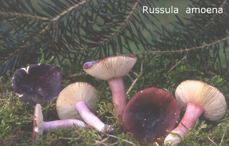 Russula amoena-amf1745.jpg - Russula amoena ; Syn1: Russula punctata ; Syn2: Russula amoena var.intermedia ; Nom français: Russule veloutée